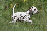 DALMATIEN 074